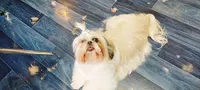 Au Terrier