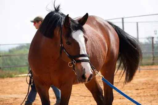 A Cheval Autrement