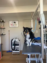 Marie Salon Chien&chat