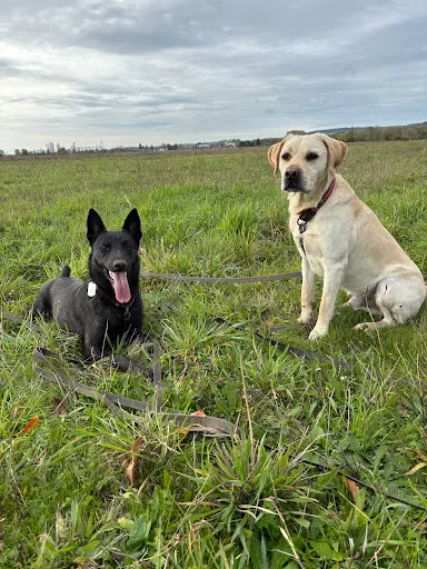 Kelly Bouchet Éducatrice Canine