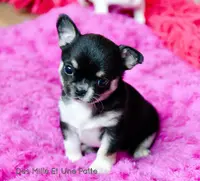 Des Mille et Une Patte Chihuahua Lof -éleveur Inscrit au Lof