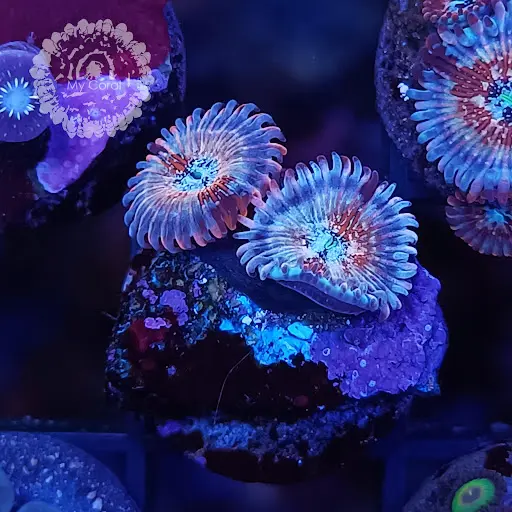 My Coral