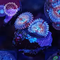 My Coral