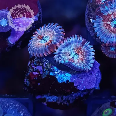 My Coral