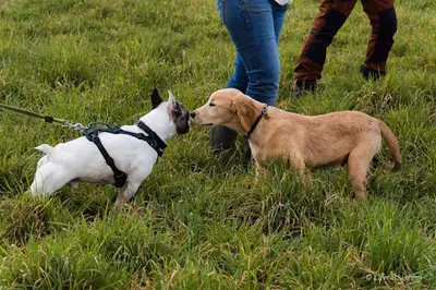 l'Éveil du Chien - Éducation Canine, Soins Énergétiques et Communication Animale