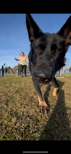Pawsitive