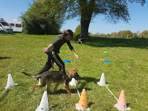 Déclic et des Chiens
