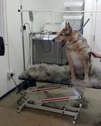Happy Dog Toilettage