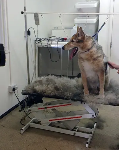 Happy Dog Toilettage
