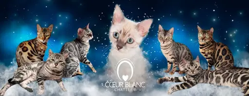 Chatterie Ô Cœur Blanc