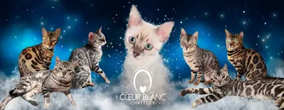 Chatterie Ô Cœur Blanc