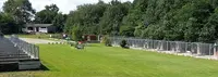 Dog Story