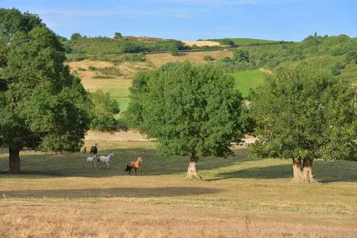 Chevaux du Layon