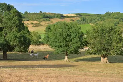 Chevaux du Layon