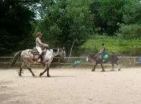 La Ferme Équestre de Tréphy - Éthologie & Équitation Western