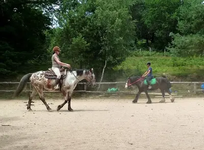 La Ferme Équestre de Tréphy - Éthologie & Équitation Western