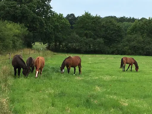Haras des Naudieres