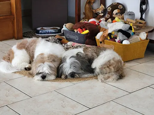 Chien Story