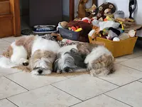 Chien Story