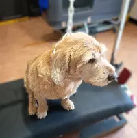 Lavage Canin - le Bain d'O.