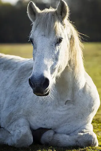 Espace Equestre du Pays de Retz