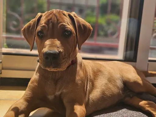 Awali Rhodesian Ridgeback