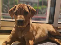 Awali Rhodesian Ridgeback
