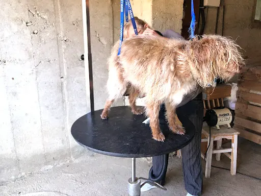 Les Amis de Nanouk Toilettage Mobile