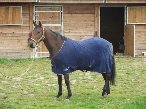 Ecurie Mauvise