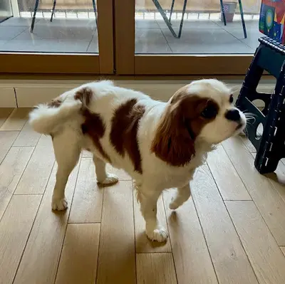 Un Très Beau Chien