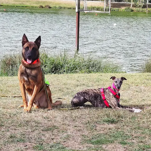 Dog Stadium