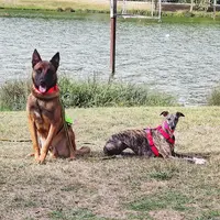 Dog Stadium