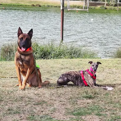Dog Stadium