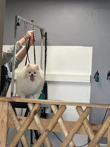 Au Chien Coquet