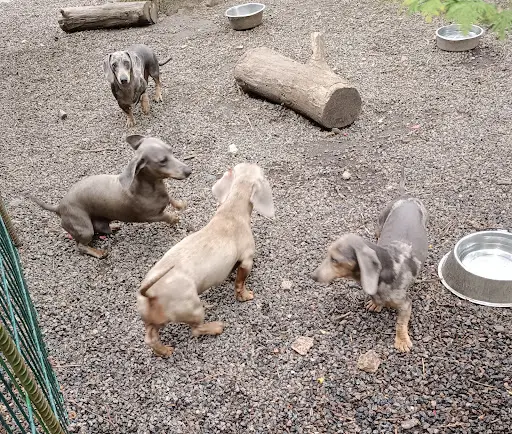 Elevage de Chien - le Vert Logis
