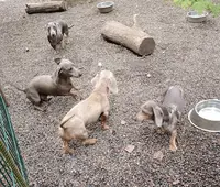 Elevage de Chien - le Vert Logis