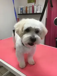 Sweety Dog