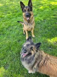 Pension Canine Familiale A l'Orée de la Forêt