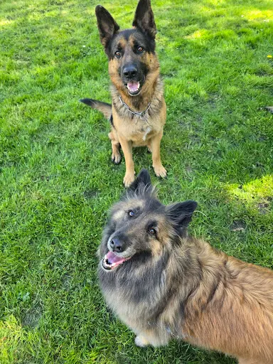 Pension Canine Familiale A l'Orée de la Forêt