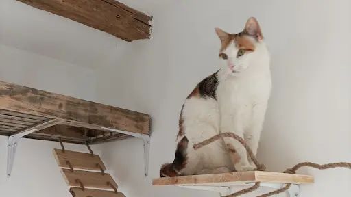 Pension Pour Chats Eka-iko