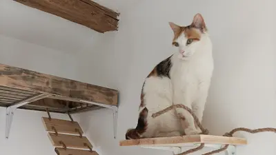 Pension Pour Chats Eka-iko
