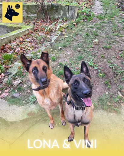 Educateur Canin "humeurs de Chien"