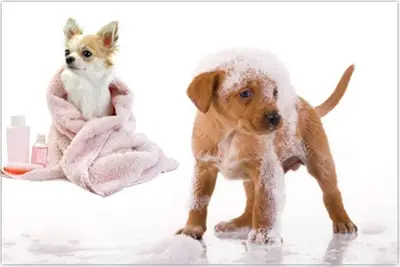 Bulles Dogs Toilettage