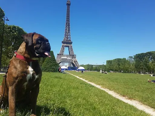 Fernando Educateur ‍🐶 Spécialiste en Éducation et Problèmes de Comportement Depuis 17 Ans 👨‍🏫