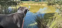 Hostellerie Canine de Plein Air