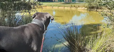 Hostellerie Canine de Plein Air