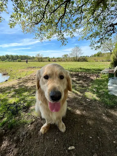Liberty Dog - Éducateur Comportementaliste Canin À Domicile - Pet Sitting - Pension Familiale (49)