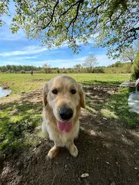 Liberty Dog - Éducateur Comportementaliste Canin À Domicile - Pet Sitting - Pension Familiale (49)