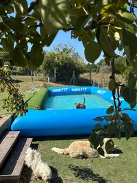 Happy Dog S & Co