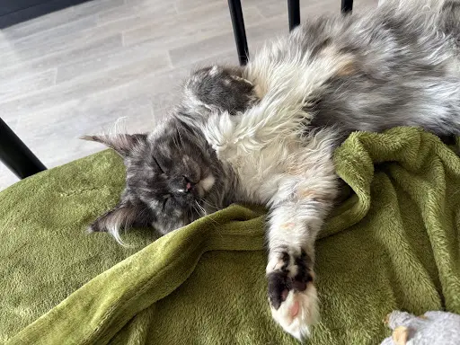 La Chatterie du Loknesse